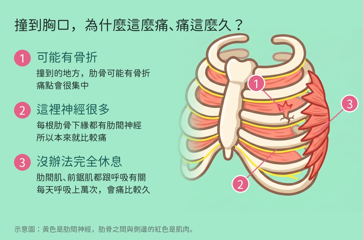 胸廓示意圖，標出撞到胸口很痛的三個原因：①肋骨可能有骨折、②每根肋骨下緣都有肋間神經，本來就比較痛、③肋骨之間的肋間肌每一口氣都要出力、胸廓側邊的前鋸肌深呼吸咳嗽時也會幫忙，沒辦法完全休息，所以會痛比較久。